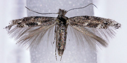 Sagebrush leaf miner