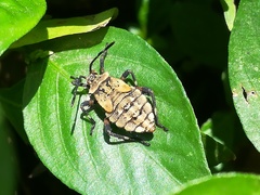 Camptischium