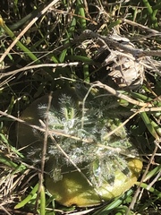 Lupinus densiflorus densiflorus