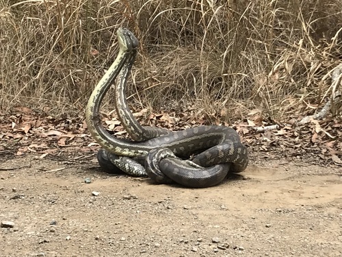 Coastal Carpet Python sighting