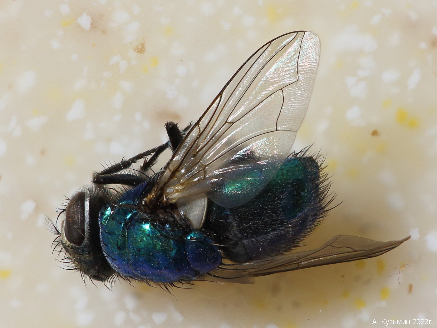 Муха Neomyia cornicina
