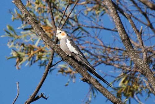 Foto de Cockatiel