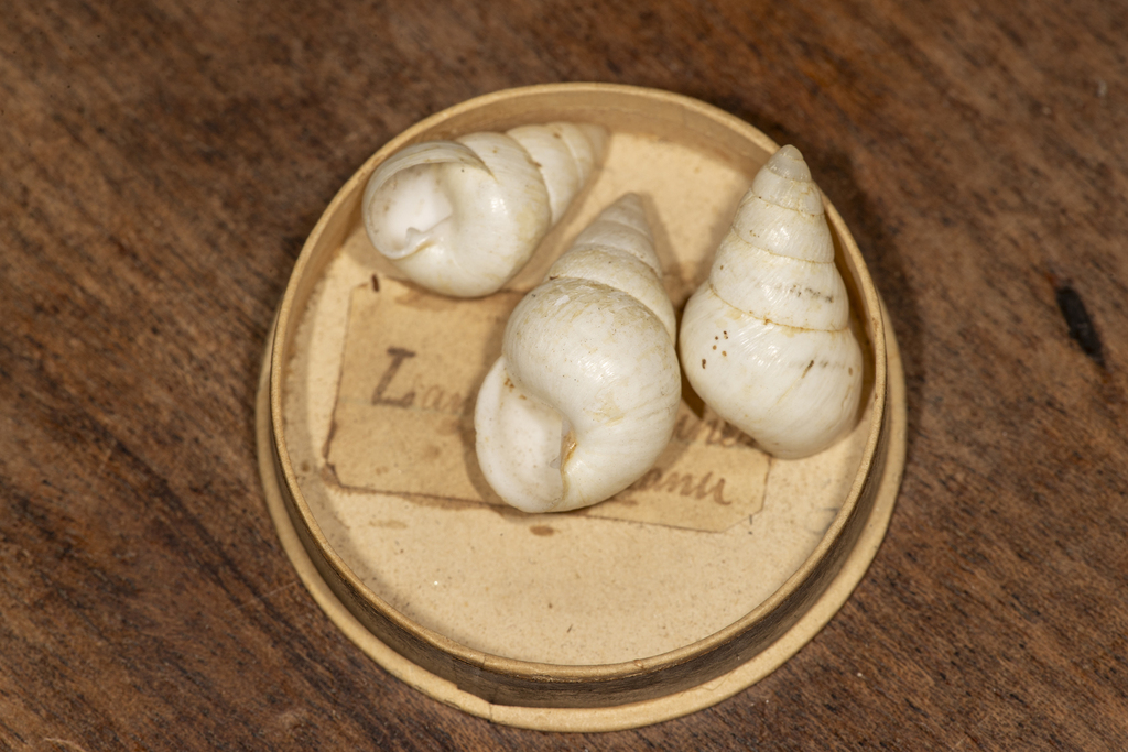 Laminella straminea