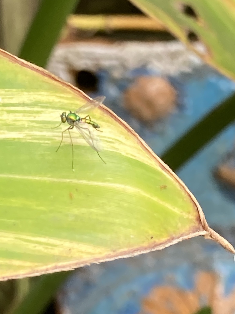 Chrysosoma leucopogon from Rhoades St, Capalaba, QLD, AU on November 21 ...