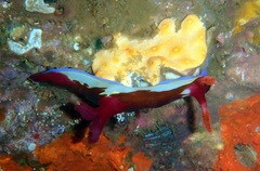 Nembrotha chamberlaini