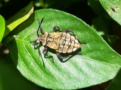 Camptischium