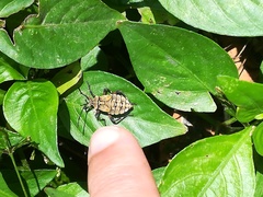 Camptischium
