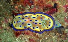 Goniobranchus kuniei