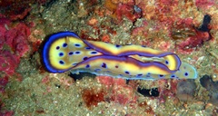 Goniobranchus kuniei