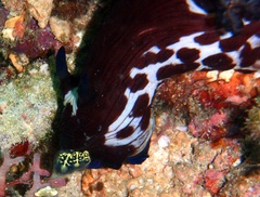 Nembrotha mullineri