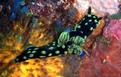 Nembrotha cristata