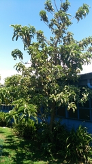 Iochroma arborescens