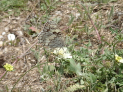 Melanargia larissa
