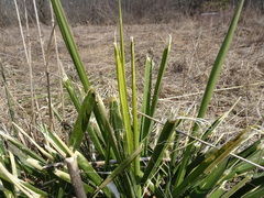 Yucca flaccida