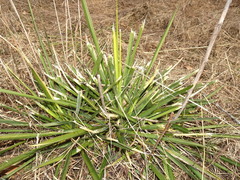 Yucca flaccida