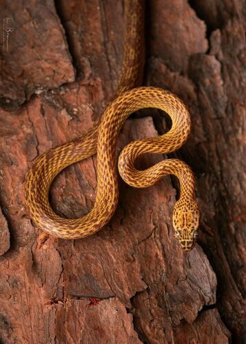 Photo of a Northern Marbled Nocturnal Tree Snake (Dipsadoboa flavida)