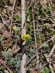 Corydalis flavula