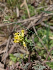 Corydalis flavula