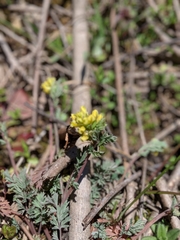 Corydalis flavula