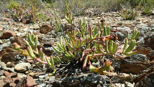 Hereroa odorata L.Bolus 2