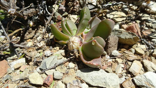 Glottiphyllum suave, photograph 2
