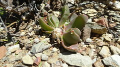 Glottiphyllum suave, photograph (c) Paul Emms, some rights reserved (CC BY-SA)