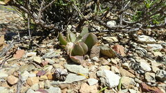 Glottiphyllum suave, photograph (c) Paul Emms, some rights reserved (CC BY-SA)