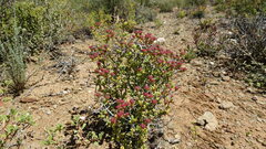 (c) Paul Emms, some rights reserved (CC BY-SA) Ruschia spinosa, photograph (c) Paul Emms, some rights reserved (CC BY-SA)