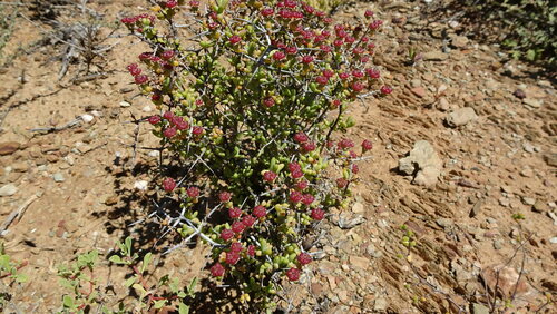 Ruschia spinosa, photograph 3