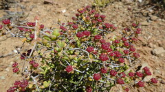 (c) Paul Emms, some rights reserved (CC BY-SA) Ruschia spinosa, photograph (c) Paul Emms, some rights reserved (CC BY-SA)