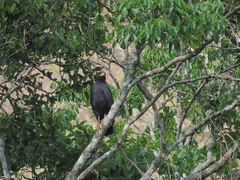 Buteogallus