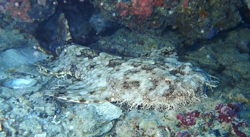 Tasselled Wobbegong — seen at this dive site