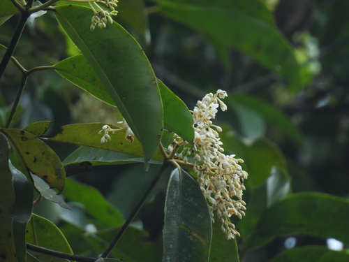 Image of Poeciloneuron indicum by (c) Srinivasan Kasinathan, some rights reserved (CC BY)