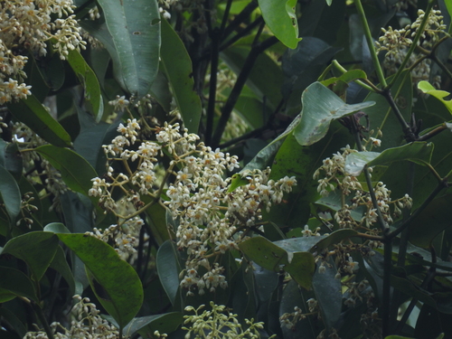 Image of Poeciloneuron indicum by (c) Srinivasan Kasinathan, some rights reserved (CC BY)