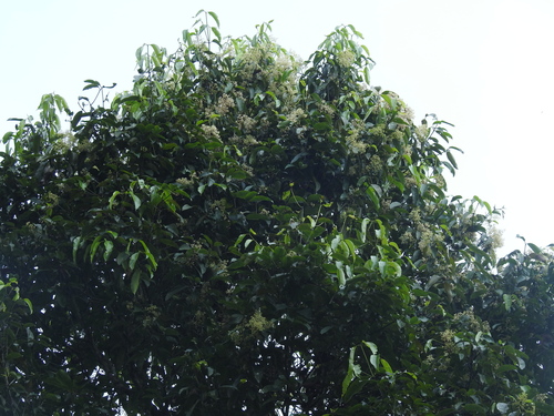 Image of Poeciloneuron indicum by (c) Srinivasan Kasinathan, some rights reserved (CC BY)
