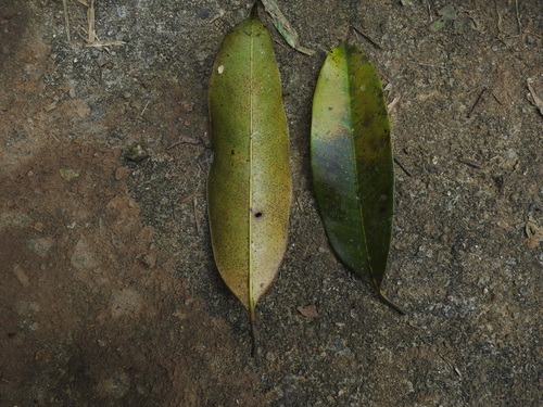 Image of Poeciloneuron indicum by (c) Srinivasan Kasinathan, some rights reserved (CC BY)