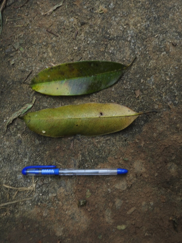 Image of Poeciloneuron indicum by (c) Srinivasan Kasinathan, some rights reserved (CC BY)