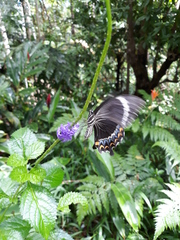 Papilio schmeltzi