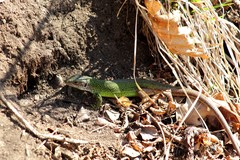 Lacerta viridis