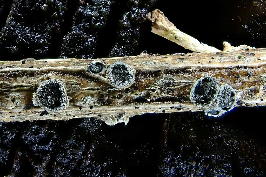 Schizoxylon