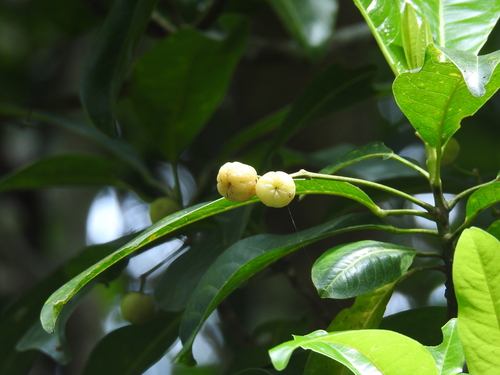 Image of Acronychia pedunculata by (c) Srinivasan Kasinathan, some rights reserved (CC BY)