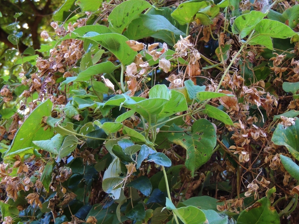 Paederia bojeriana
