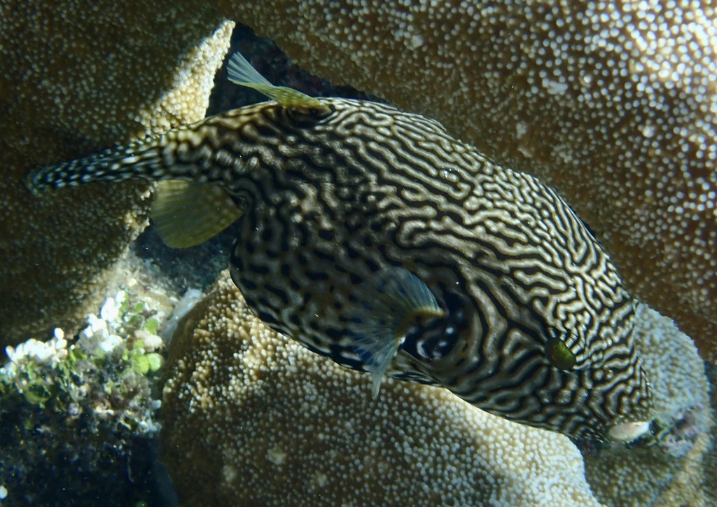 Map puffer
