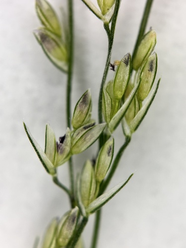 Dinebra panicea
