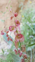 Rumex cyprius