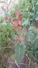 Rumex cyprius