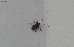 Urochela quadrinotata