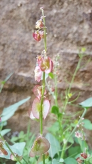 Rumex cyprius