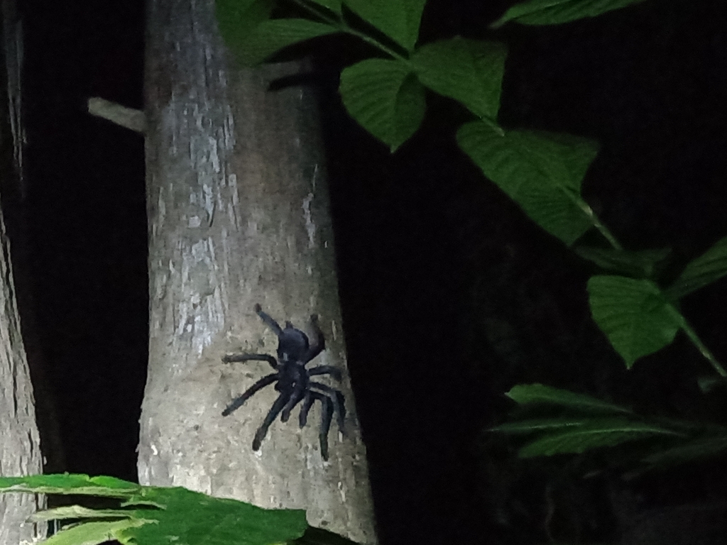 Sulawesi Black Tarantula From Tangkoko Nature Reserve Batuputih Kota