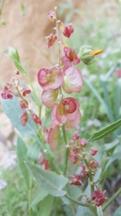 Rumex cyprius
